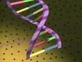 DNA Structure