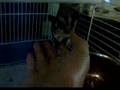 Bubba and feebee ( sugar gliders )