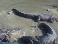 Alligator Feeding - AWESOME!!!