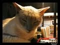 Narkotisierte Katze