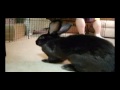 Fermi the Flemish Giant