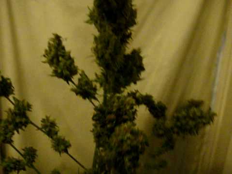 how to express a lemon