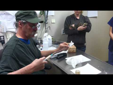 how to properly feed a ball python