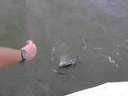 Redfish Sheephead and Drum Redfish Sheephead and Drum
