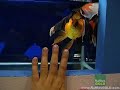 Aquarama 2007 Singapore - Oranda Category (Apache)