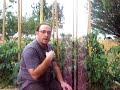 THE PRODUCE GARDEN-Growing tomatoes part 3 THE PRODUCE GARDEN-Growing tomatoes part 3