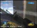 ImSuck vs Arabian Camel