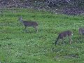 Deer on food plot. Deer on food plot.
