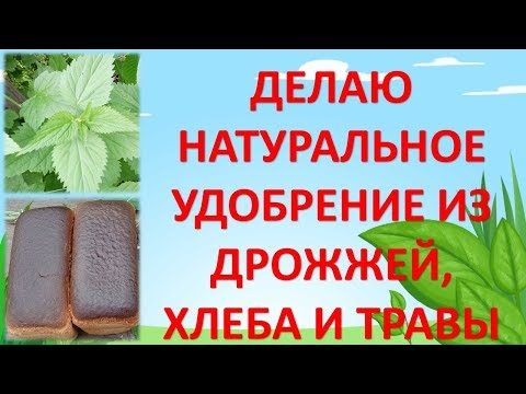 Как сделать хлебную подкормку для огурцов Как сделать хлебную подкормку для огурцов