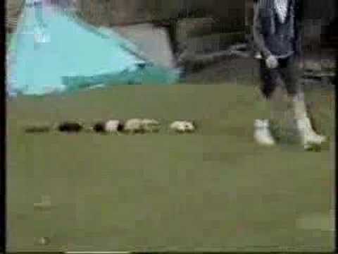 video dahk humour rir (( rich ))