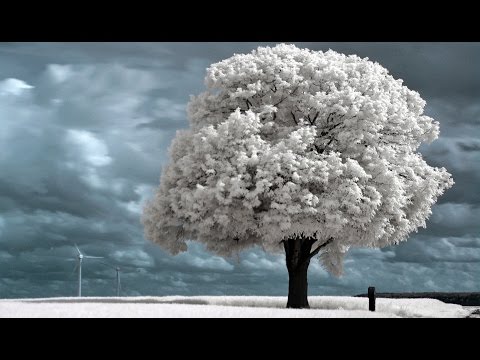 Infrarot - Wenn Grünes plötzlich weiß ist