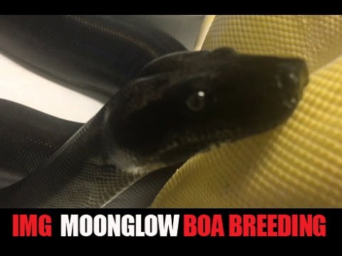YouTube reptile video