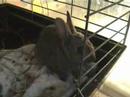Bunny-Boy Rabbit