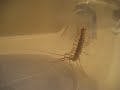 Large Centipede Beast