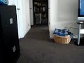 Training a Chihuahua to fetch!