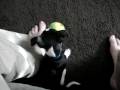 videos de Training a Chihuahua to fetch!