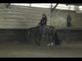 I Always Wanna Win - 2004 Mare FOR SALE