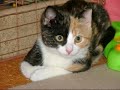 maisy mouse maisy mouse