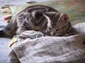 ?????????????????American Shorthair Cat Part1 ?????????????????American Shorthair Cat Part1