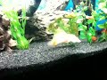 Sailfin Mollies Mating Longer Sequence