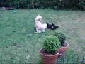 Cocker spaniel & Tibetansk spaniel