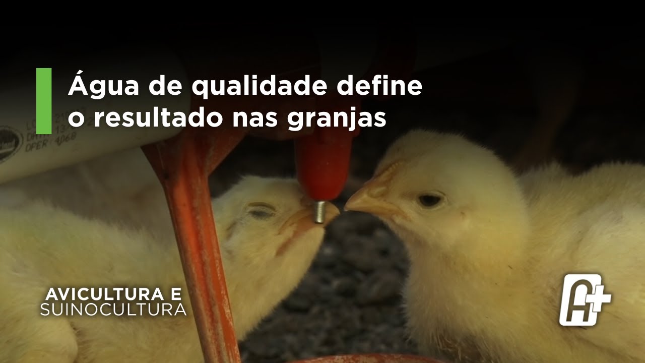 Água de Qualidade define o Resultado nas Granjas: Fator é Decisivo na Produção Animal.