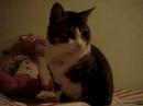 txingu cat