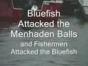 Menhaden Seek Safe Harbor in Wellfleet Menhaden Seek Safe Harbor in Wellfleet
