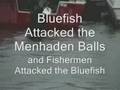Menhaden Seek Safe Harbor in Wellfleet
