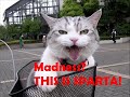 this is sparta slideshow with techno remix music