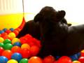 Bully-Babies beim Kabbeln