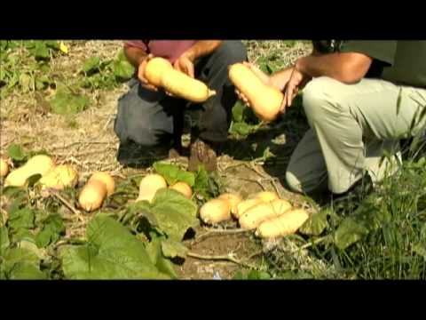 how to harvest squash seeds for planting