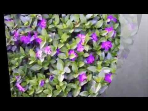 how to transplant vinca vine