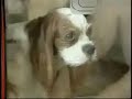 Pet Spa Pet Spa