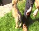 wheaten puppy