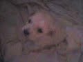 perrito lindo