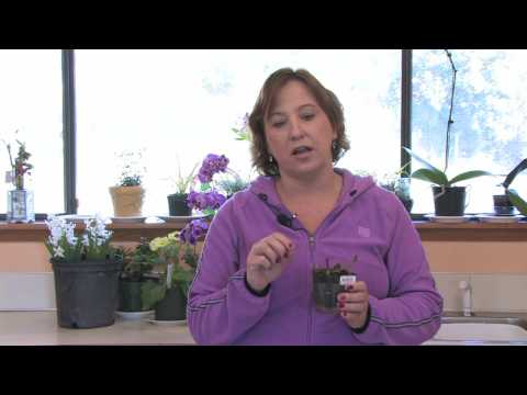 how to fertilize garden plants