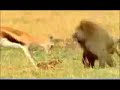 gazelle vs baboon gazelle vs baboon