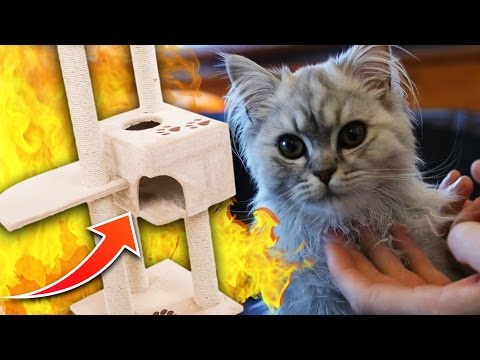 Kratzbaum selber bauen!  (ohne dabei zu sterben)