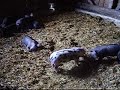 Tüpfli und seine Geschwister suchen Paten!