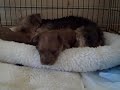 Yorkie Chihuahua Puppies - 3 wks old