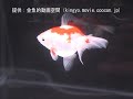 [土佐錦]2007年度 第25回日本観賞魚フェア 土佐錦弐歳の部 優勝：(株)清水金魚持魚