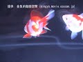 [土佐錦]2007年度 第25回日本観賞魚フェア 土佐錦弐歳の部 優勝：(株)清水金魚持魚