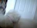 videos de my dog tammy doing tricks