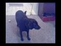 N73 Vs N95 Video Quality www.ViiP.cc
