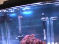 New Salt Water Aquarium