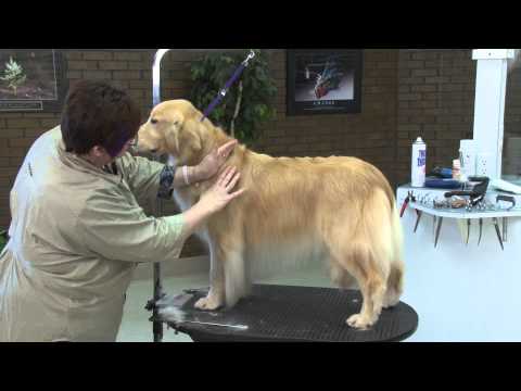 Grooming the Golden Retriever with Lisa Leady