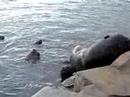 Sea Lions in Concepcion, Chile