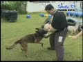 FULL VERSION Spratly k9 Obedience & Protection Training