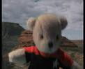 Bear Trek - Assimilation Down Under Bear Trek - Assimilation Down Under